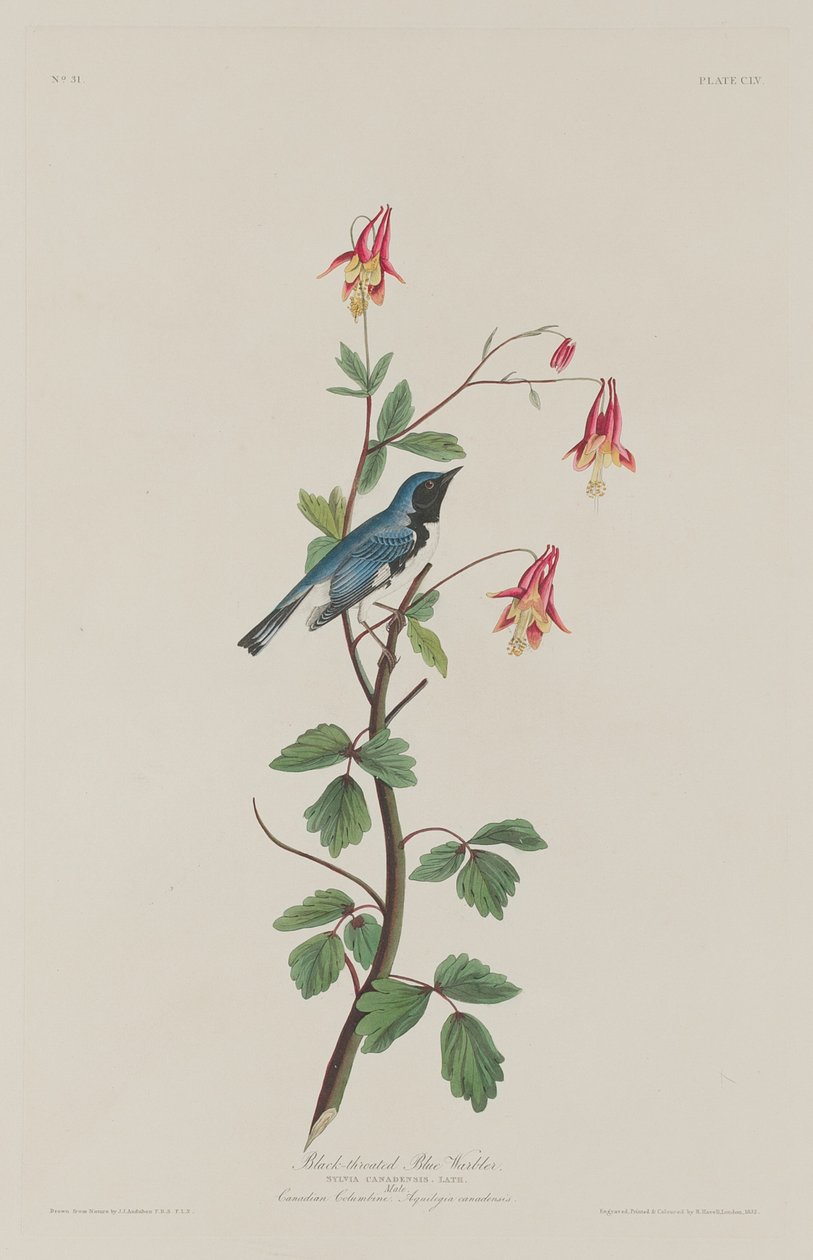 Paruline bleue à gorge noire - Robert Havell after John James Audubon
