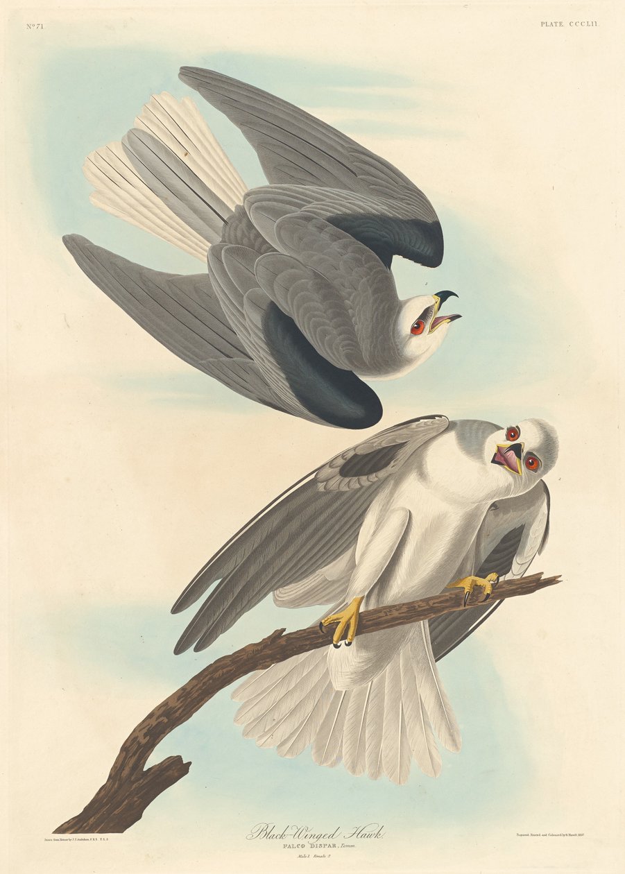 Faucon à ailes noires - Robert Havell after John James Audubon