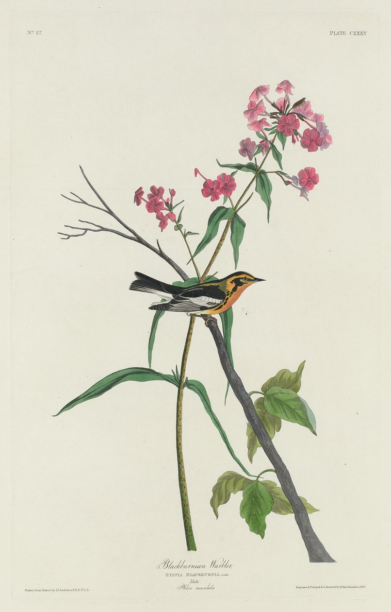 Paruline à gorge orangée - Robert Havell after John James Audubon