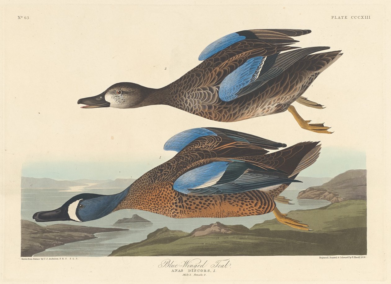 Sarcelle à ailes bleues - Robert Havell after John James Audubon