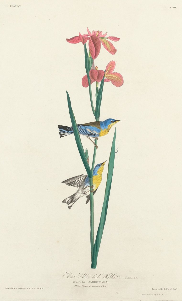 Paruline à dos jaune - Robert Havell after John James Audubon