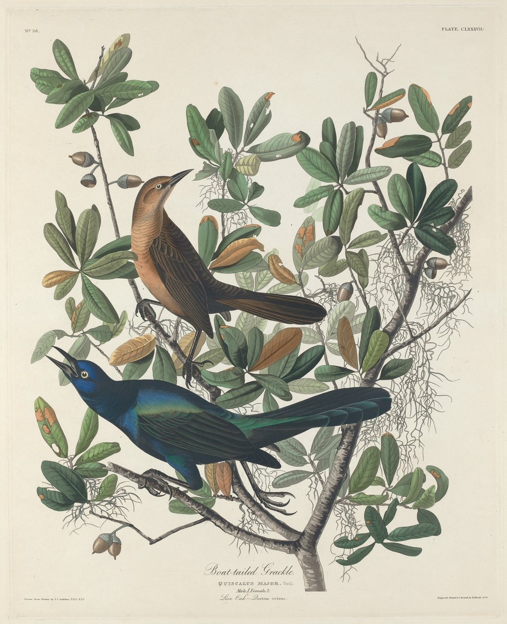 Quiscale à longue queue - Robert Havell after John James Audubon