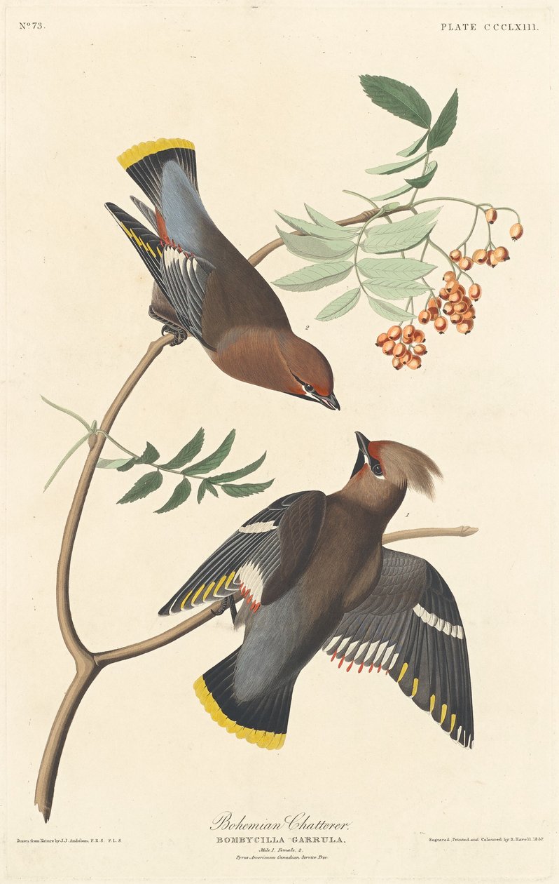 Bavard bohémien - Robert Havell after John James Audubon