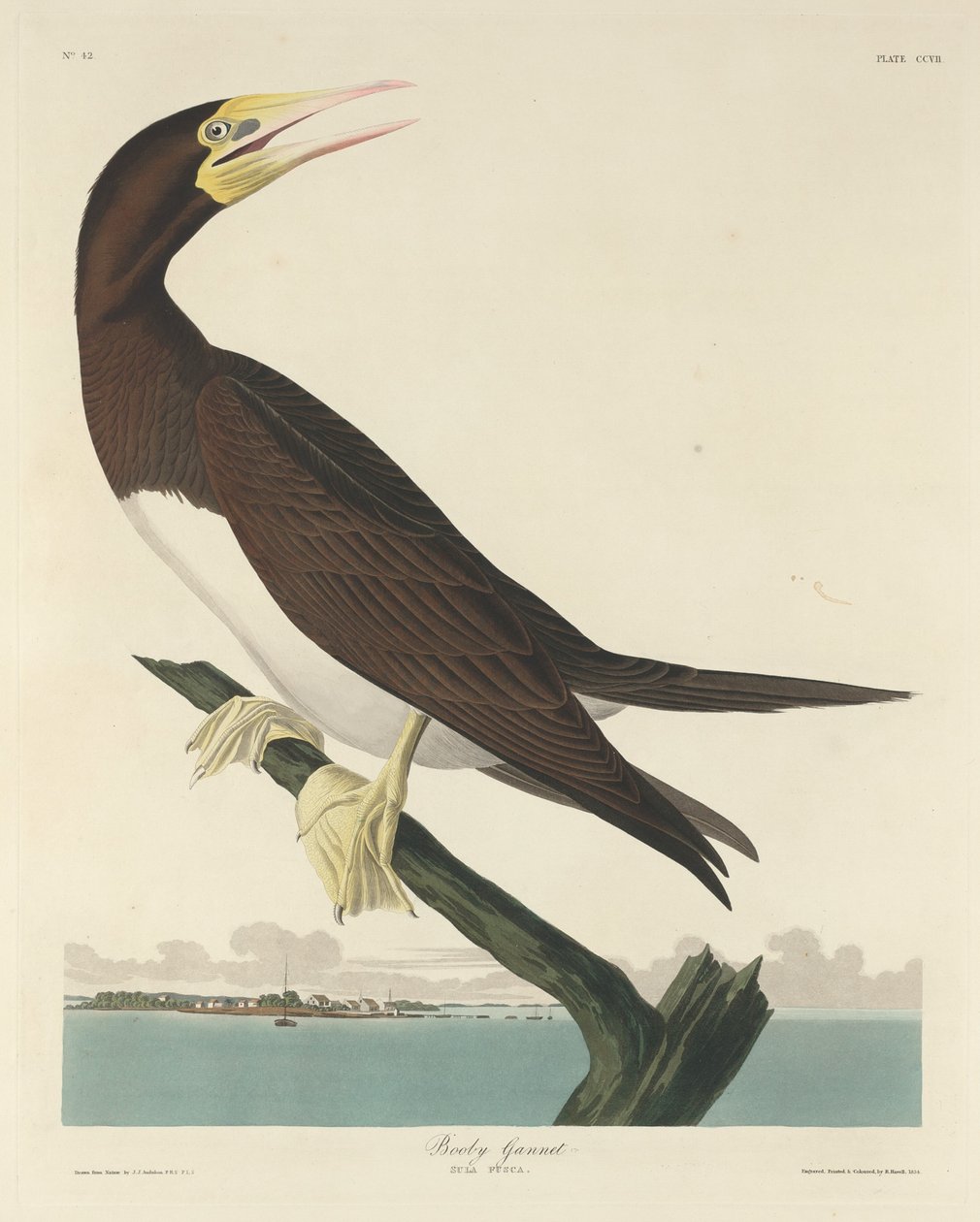 Fou de Bassan - Robert Havell after John James Audubon