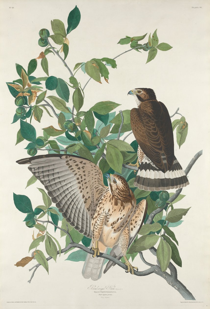 Faucon à larges ailes - Robert Havell after John James Audubon