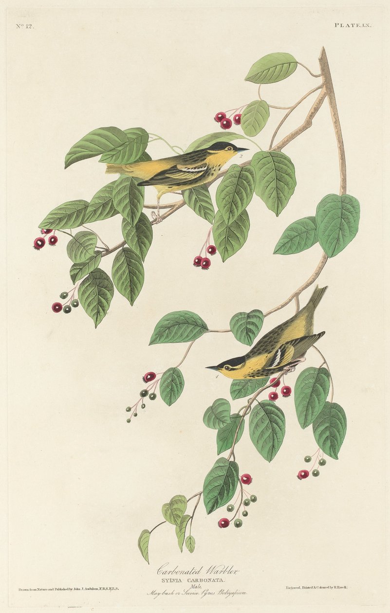 Fauvette carbonisée - Robert Havell after John James Audubon