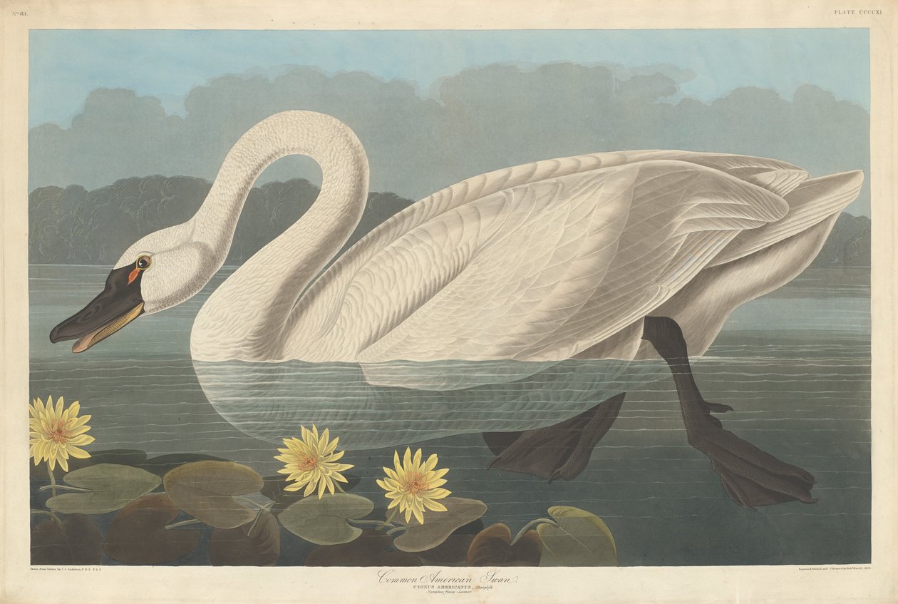 Cygne Américain Commun - Robert Havell after John James Audubon