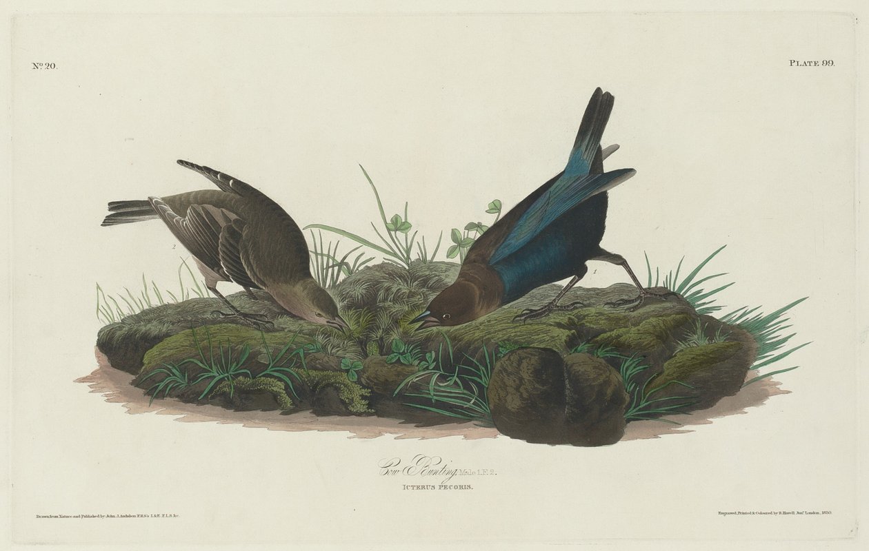 Vacherin - Robert Havell after John James Audubon
