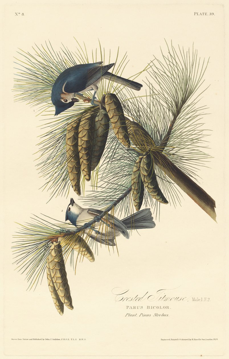 Mésange huppée - Robert Havell after John James Audubon