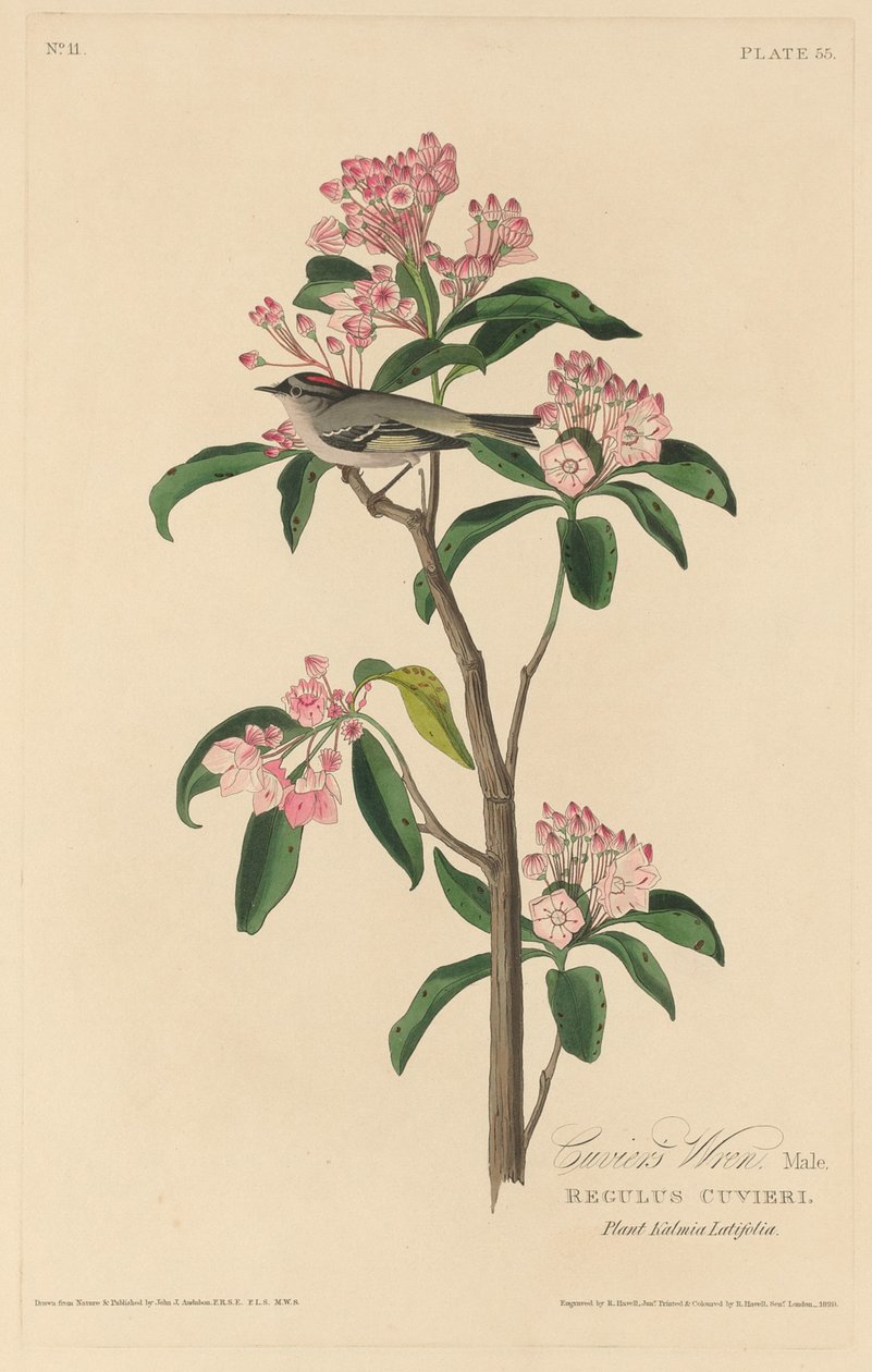 Troglodyte de Cuvier - Robert Havell after John James Audubon