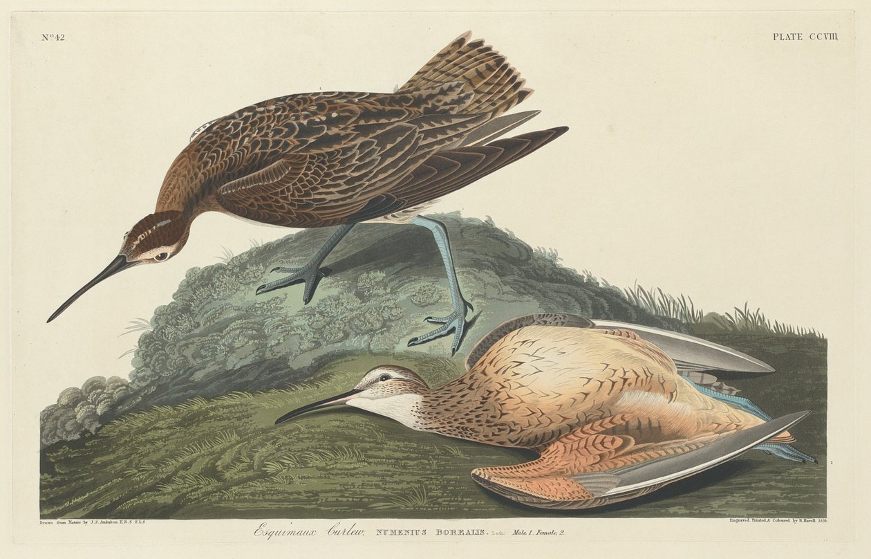 Courlis esquimau - Robert Havell after John James Audubon