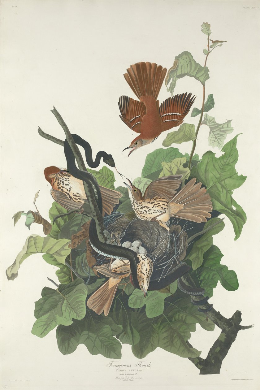 Grive rouilleuse - Robert Havell after John James Audubon