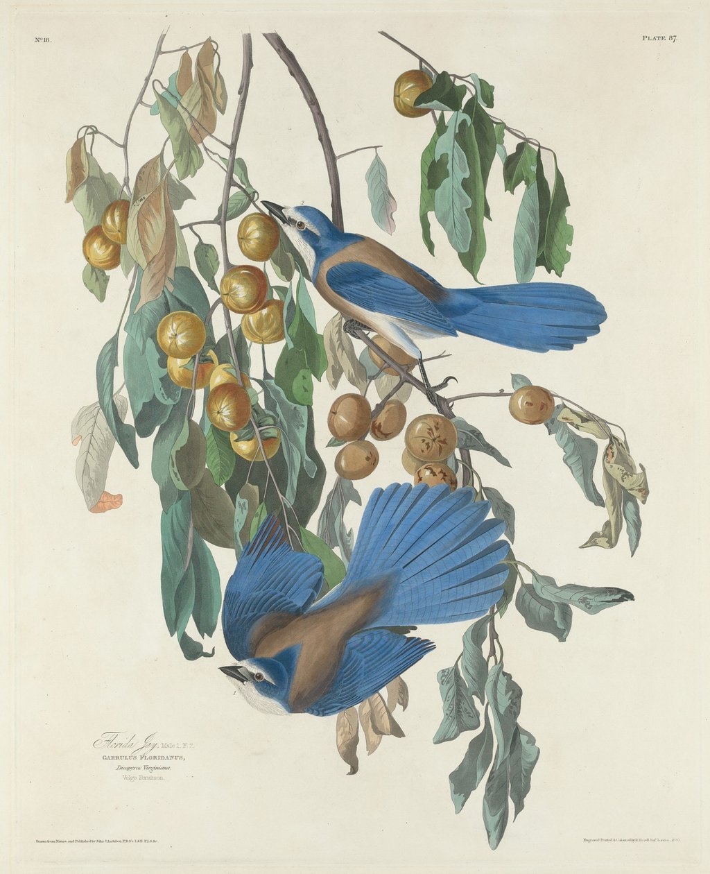 Geais de Floride - Robert Havell after John James Audubon
