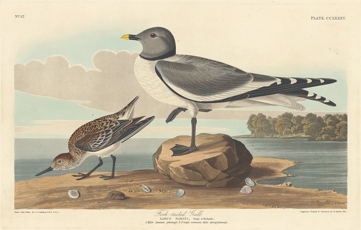 Mouette à queue fourchue - Robert Havell after John James Audubon