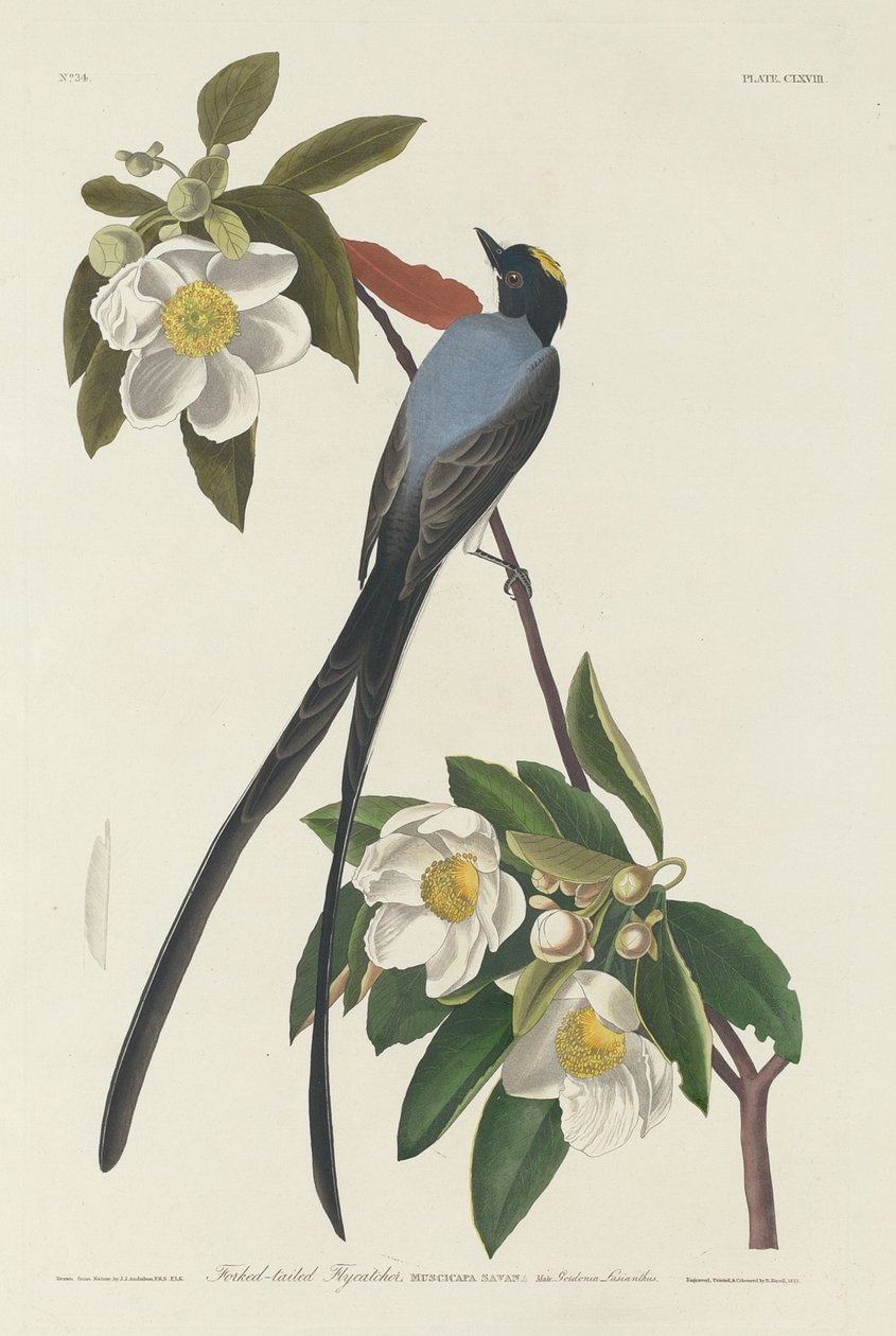 Tyran à queue fourchue - Robert Havell after John James Audubon