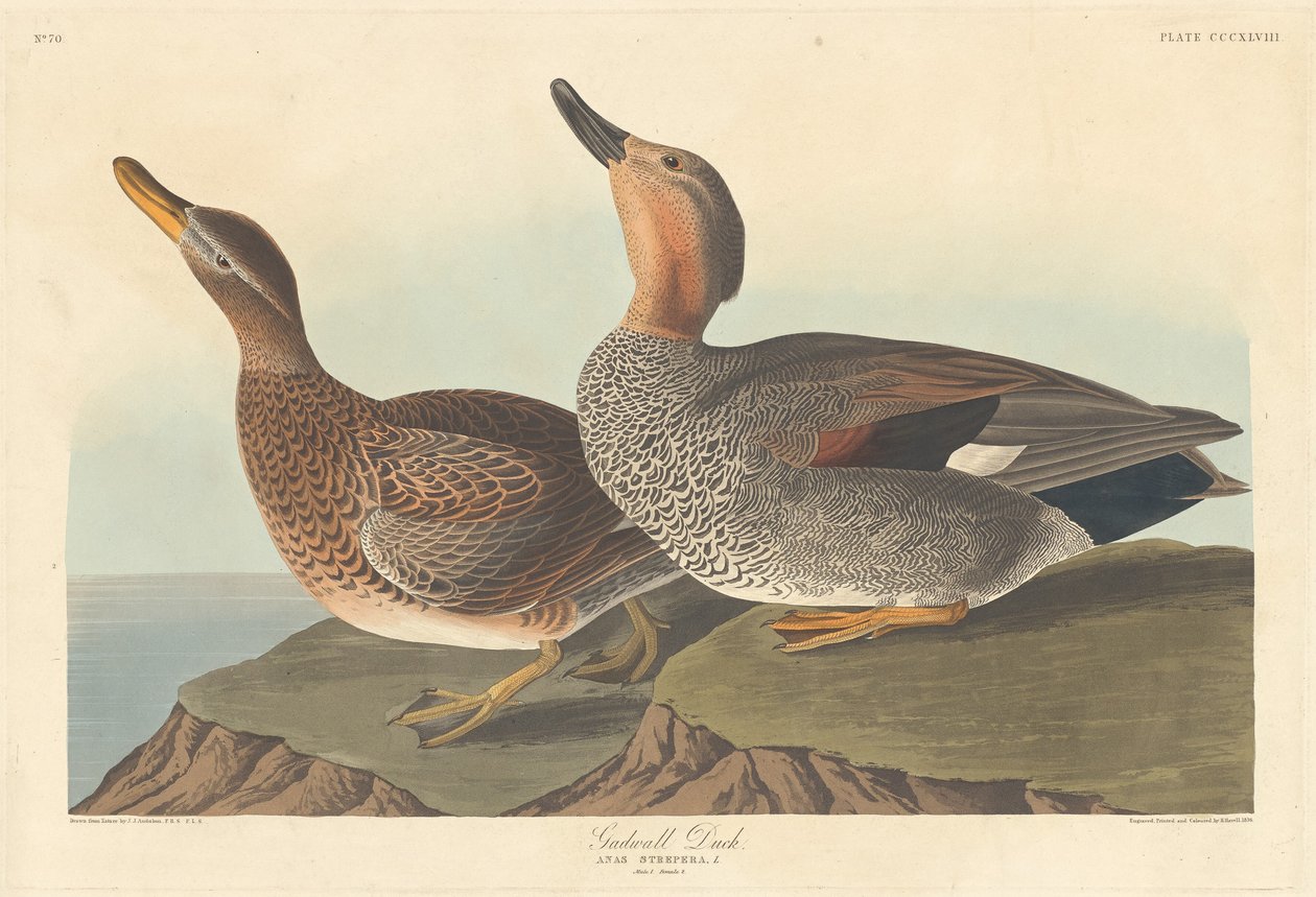 Canard chipeau - Robert Havell after John James Audubon