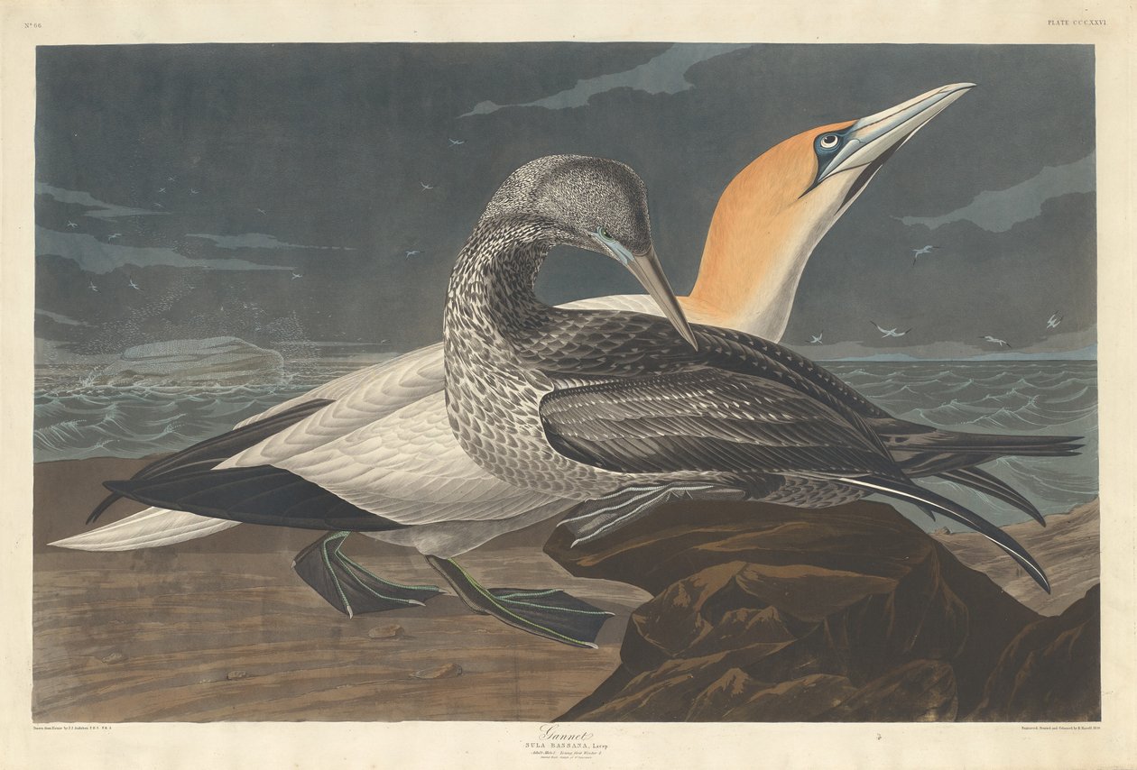 Fou de Bassan - Robert Havell after John James Audubon