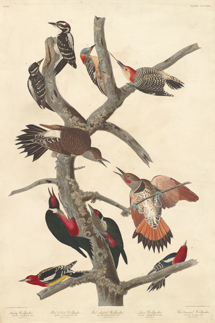 Pic chevelu - Robert Havell after John James Audubon