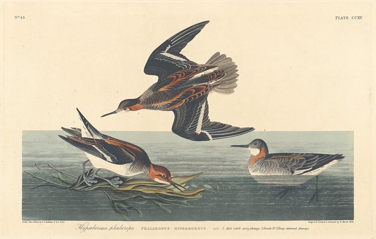 Phalarope hyperboréen - Robert Havell after John James Audubon
