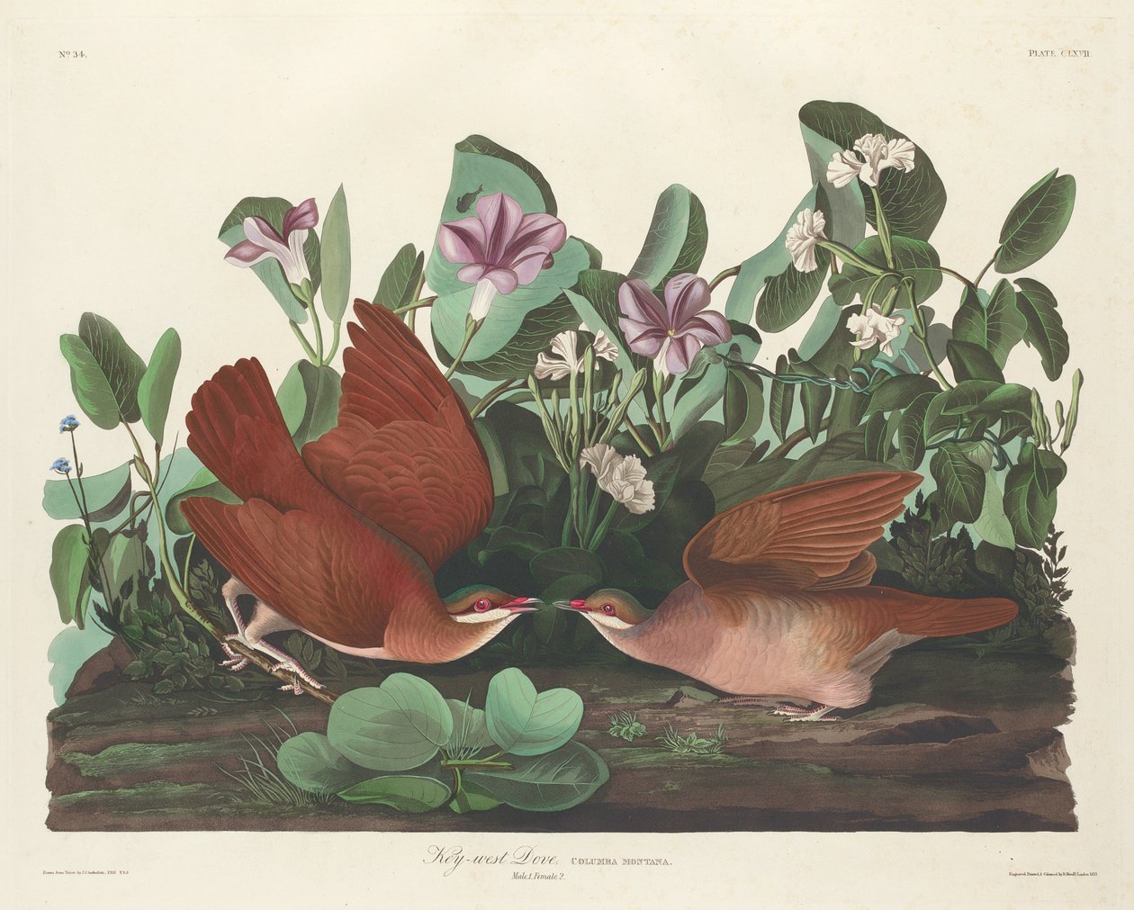 Colombe de Key West - Robert Havell after John James Audubon