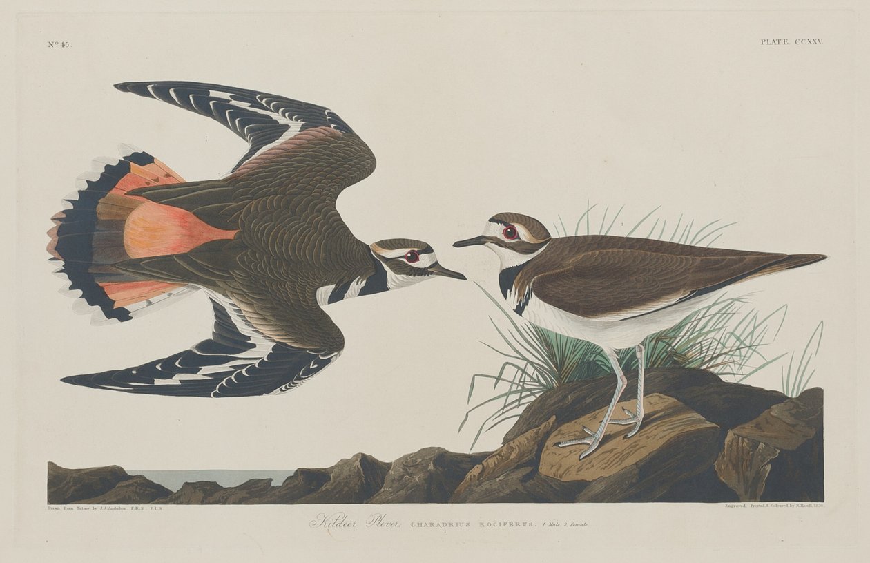 Pluvier Kildeer - Robert Havell after John James Audubon