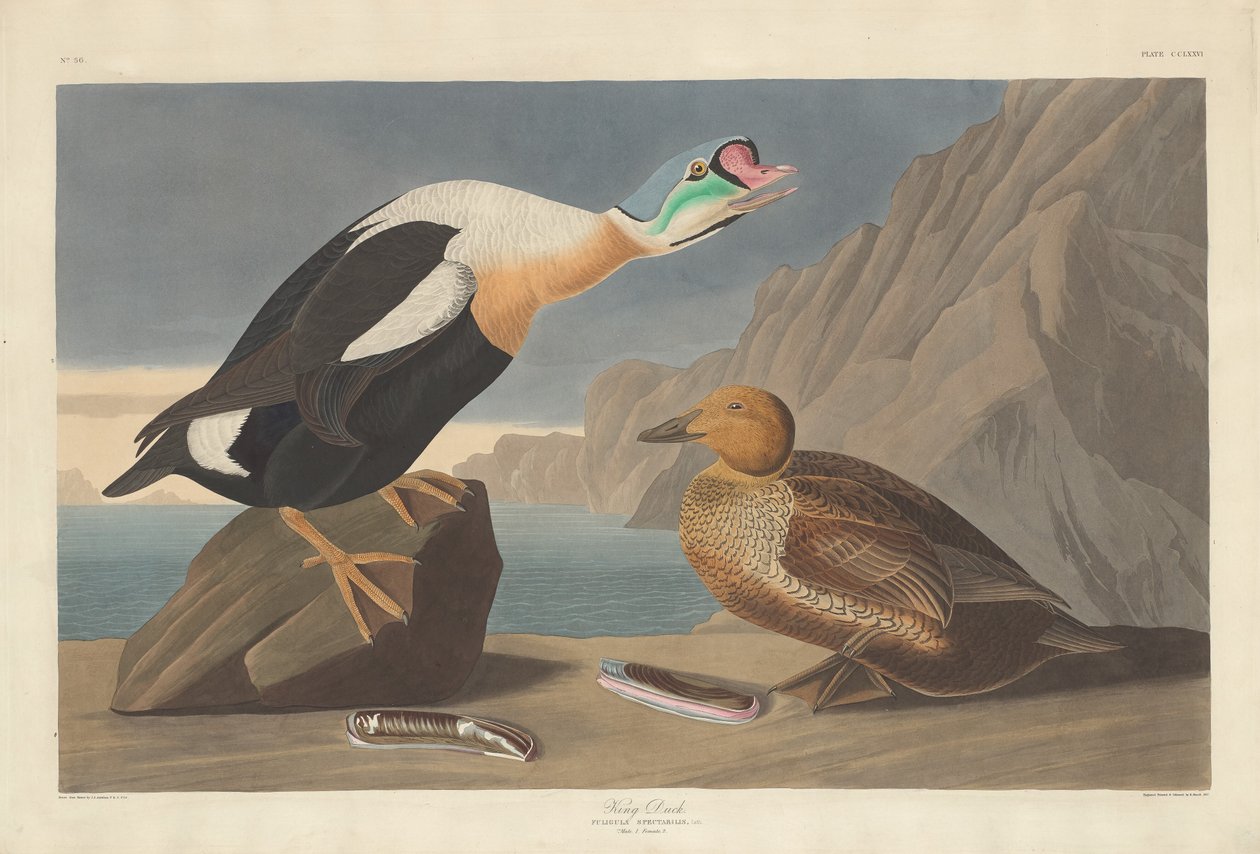 Roi Canard - Robert Havell after John James Audubon