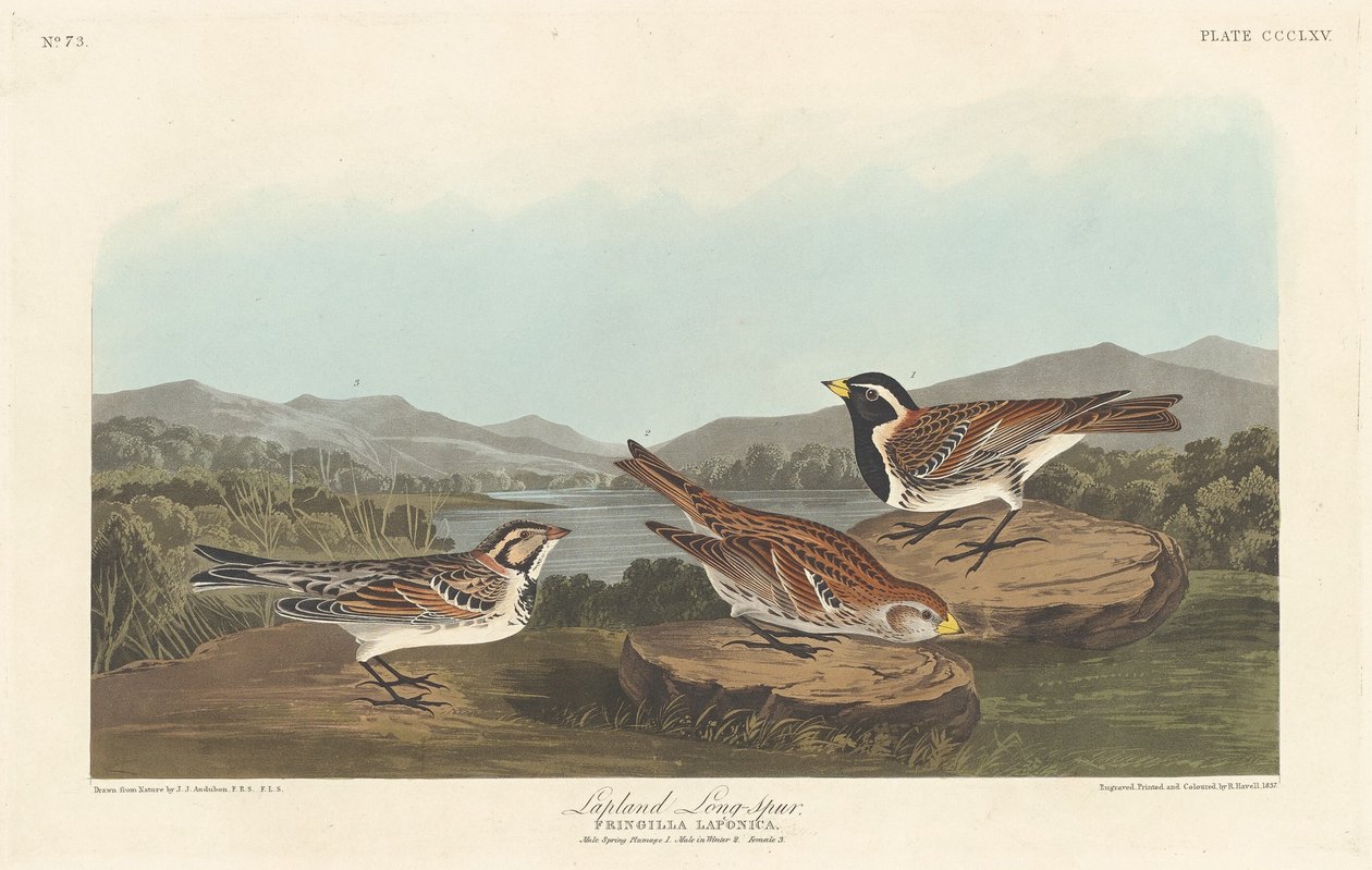 Bruant des neiges - Robert Havell after John James Audubon