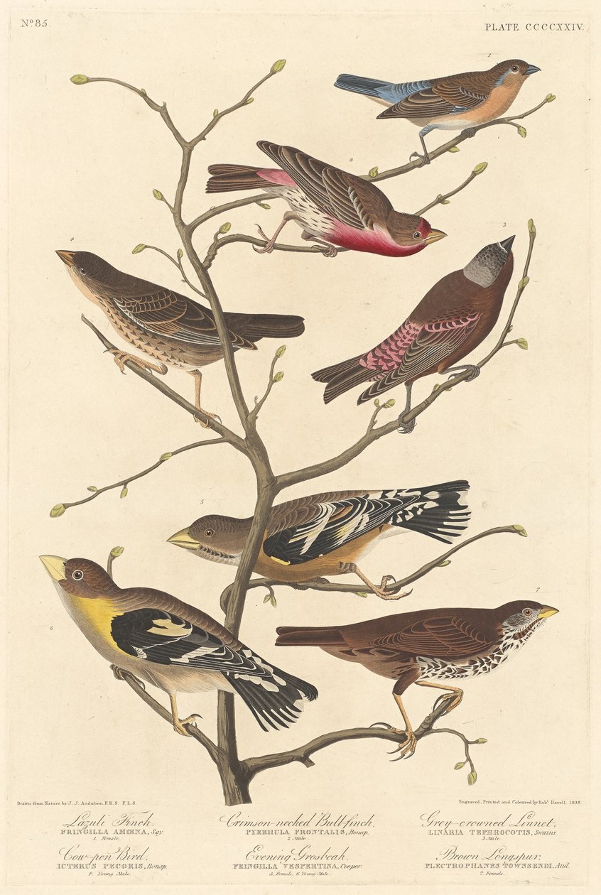 Pinson lazuli - Robert Havell after John James Audubon