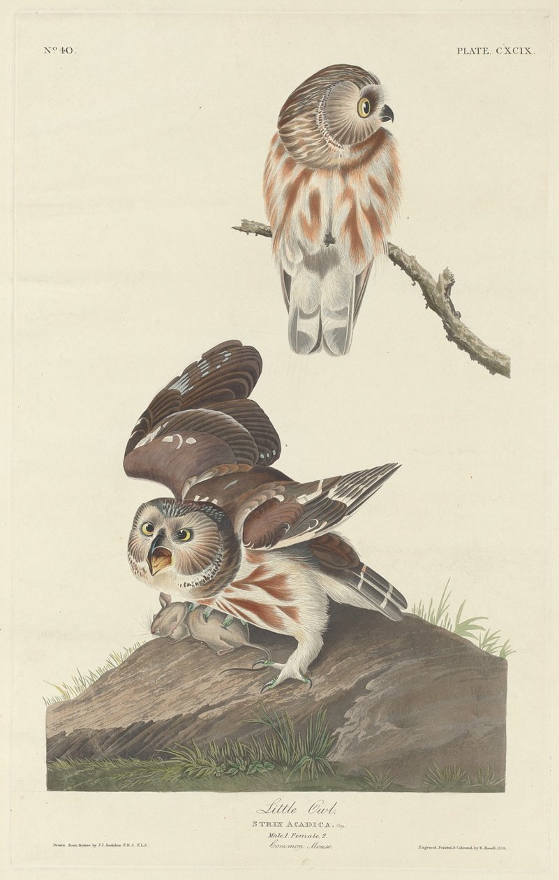 Petite chouette - Robert Havell after John James Audubon
