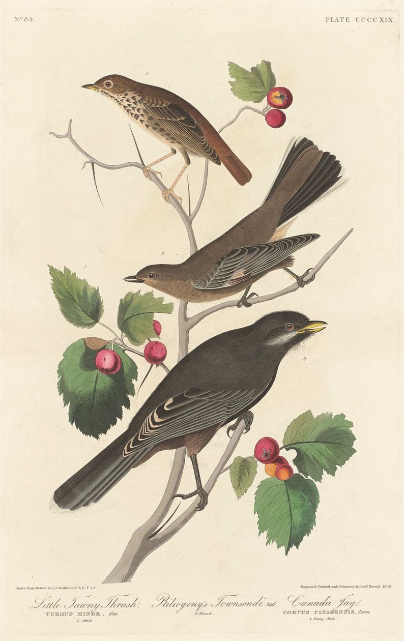 Petit grive fauve - Robert Havell after John James Audubon
