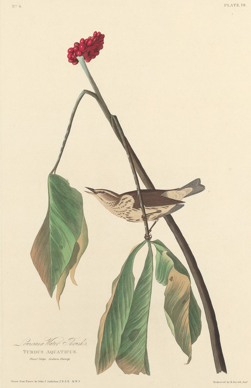 Grive de Louisiane - Robert Havell after John James Audubon