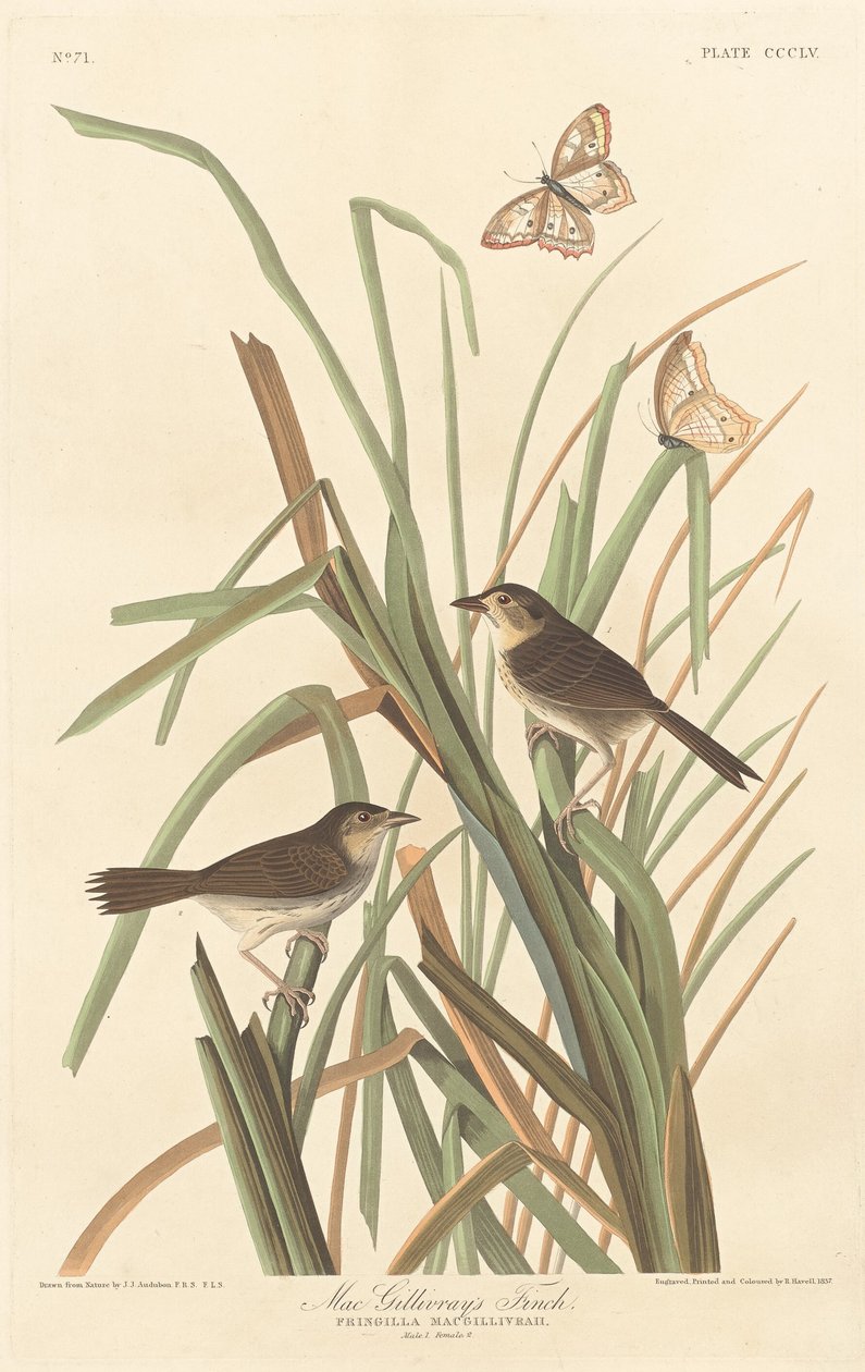 Pinson de MacGillivray - Robert Havell after John James Audubon