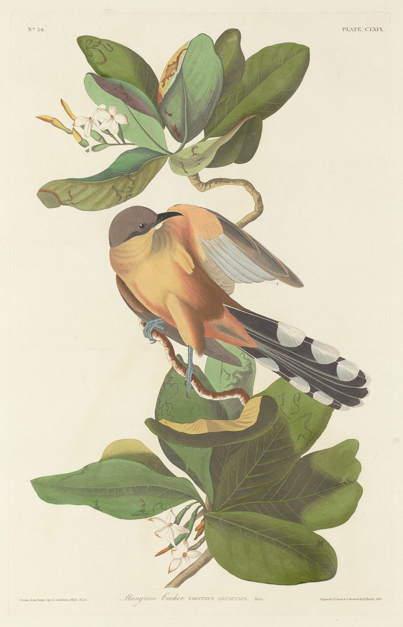 Coulicou Mangrove - Robert Havell after John James Audubon