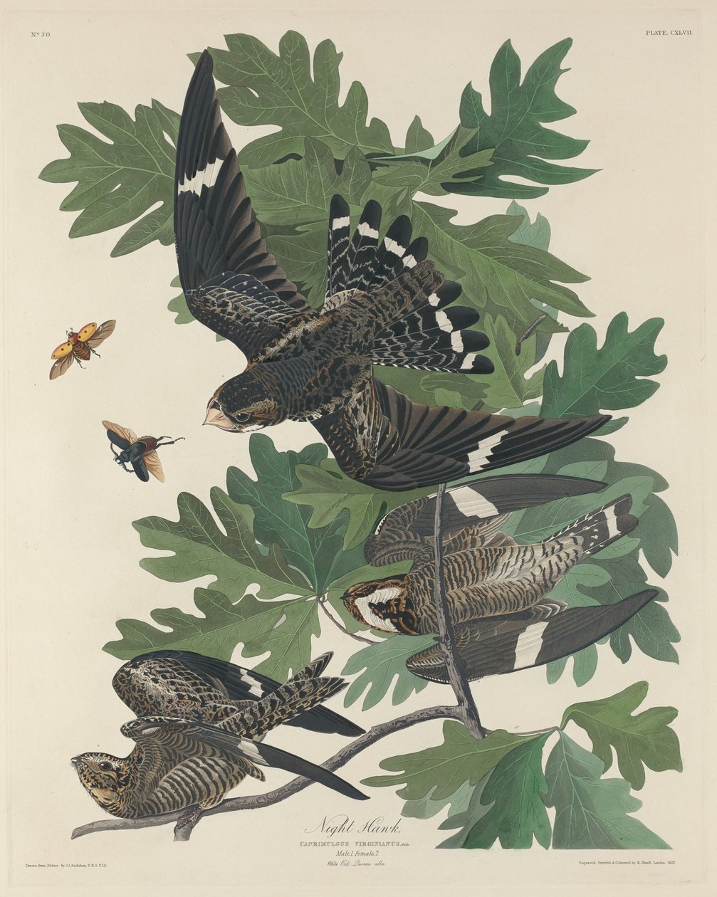 Engoulevent - Robert Havell after John James Audubon
