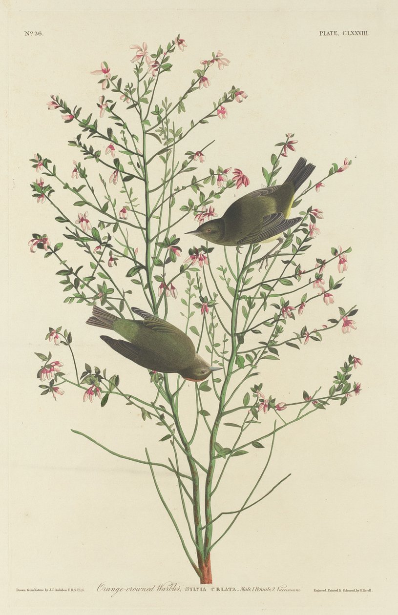 Paruline à couronne orange - Robert Havell after John James Audubon