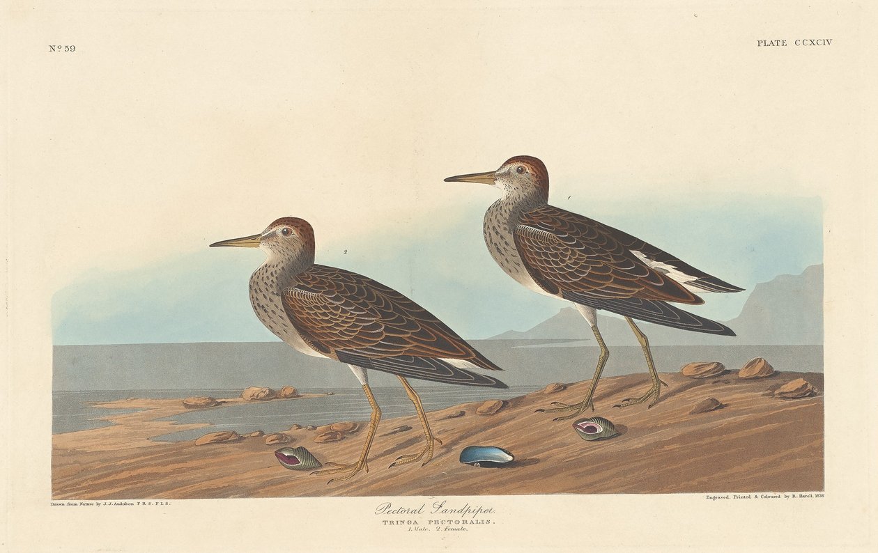 Bécasseau à poitrine cendrée - Robert Havell after John James Audubon