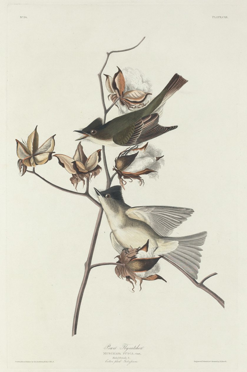 Gobemouche pie - Robert Havell after John James Audubon