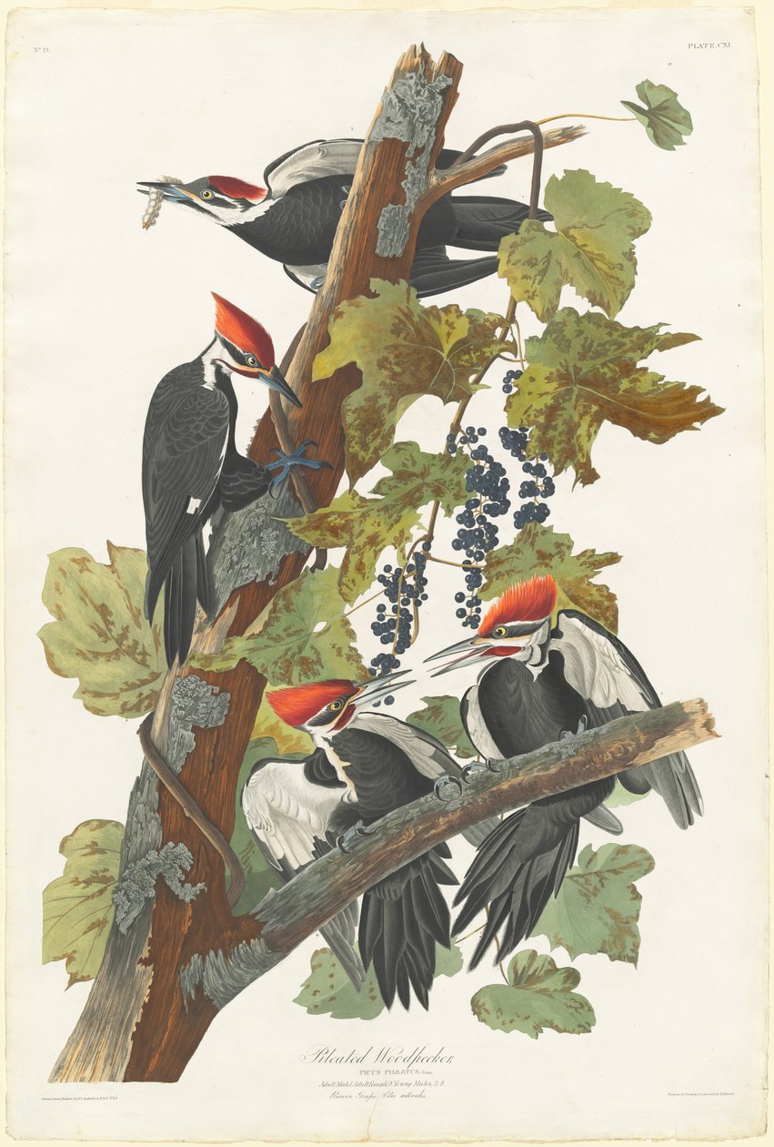 Pic flamboyant - Robert Havell after John James Audubon