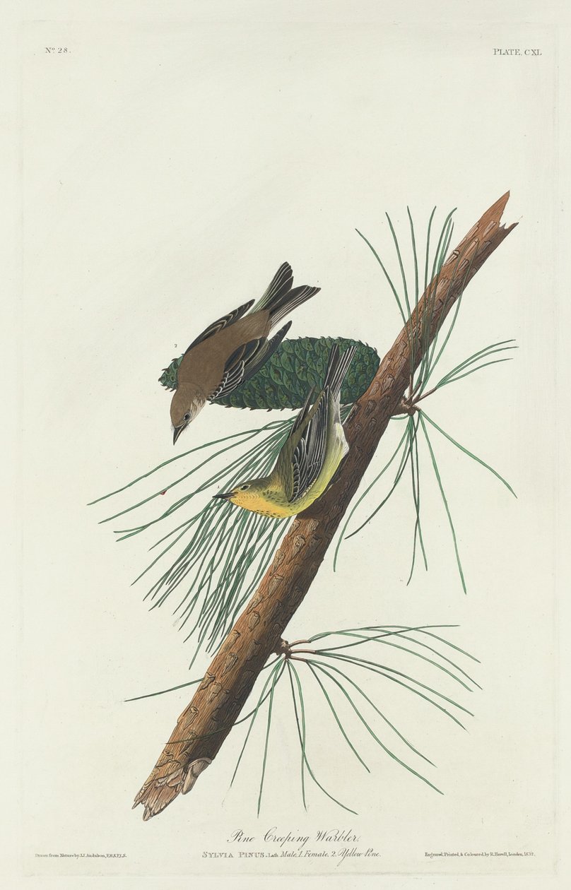 Paruline des pins - Robert Havell after John James Audubon