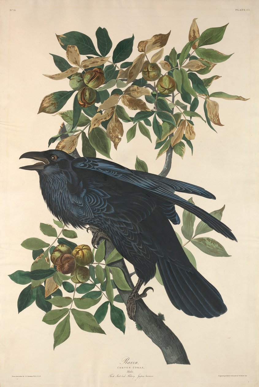 Corbeau - Robert Havell after John James Audubon