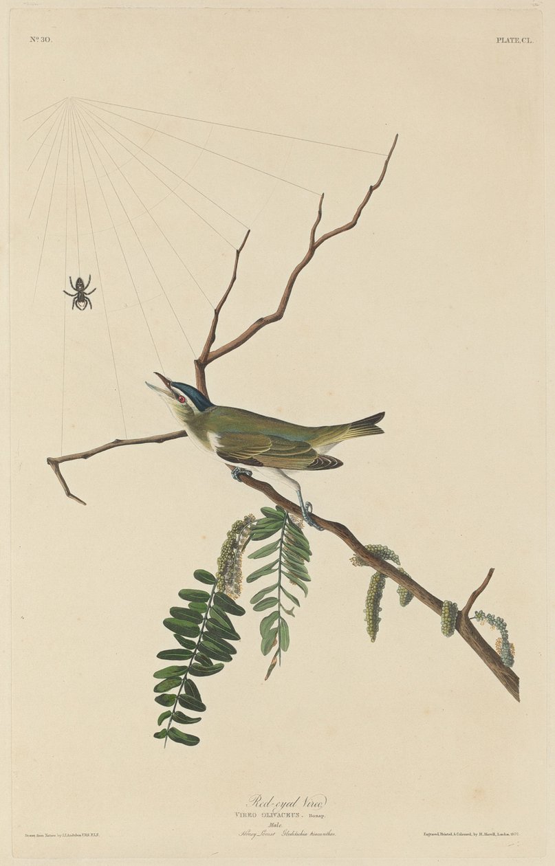 Viréo aux yeux rouges - Robert Havell after John James Audubon