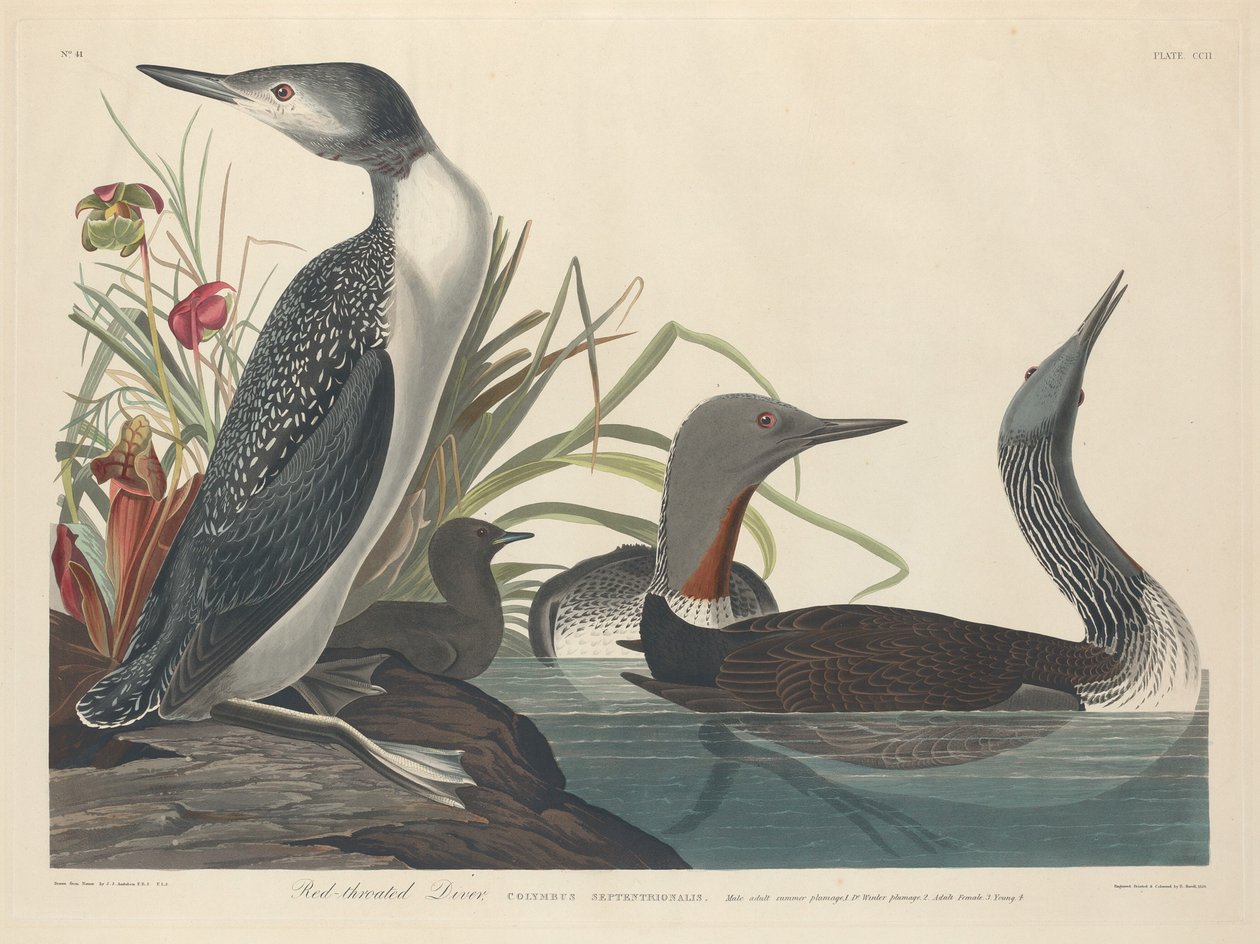 Plongeon catmarin - Robert Havell after John James Audubon