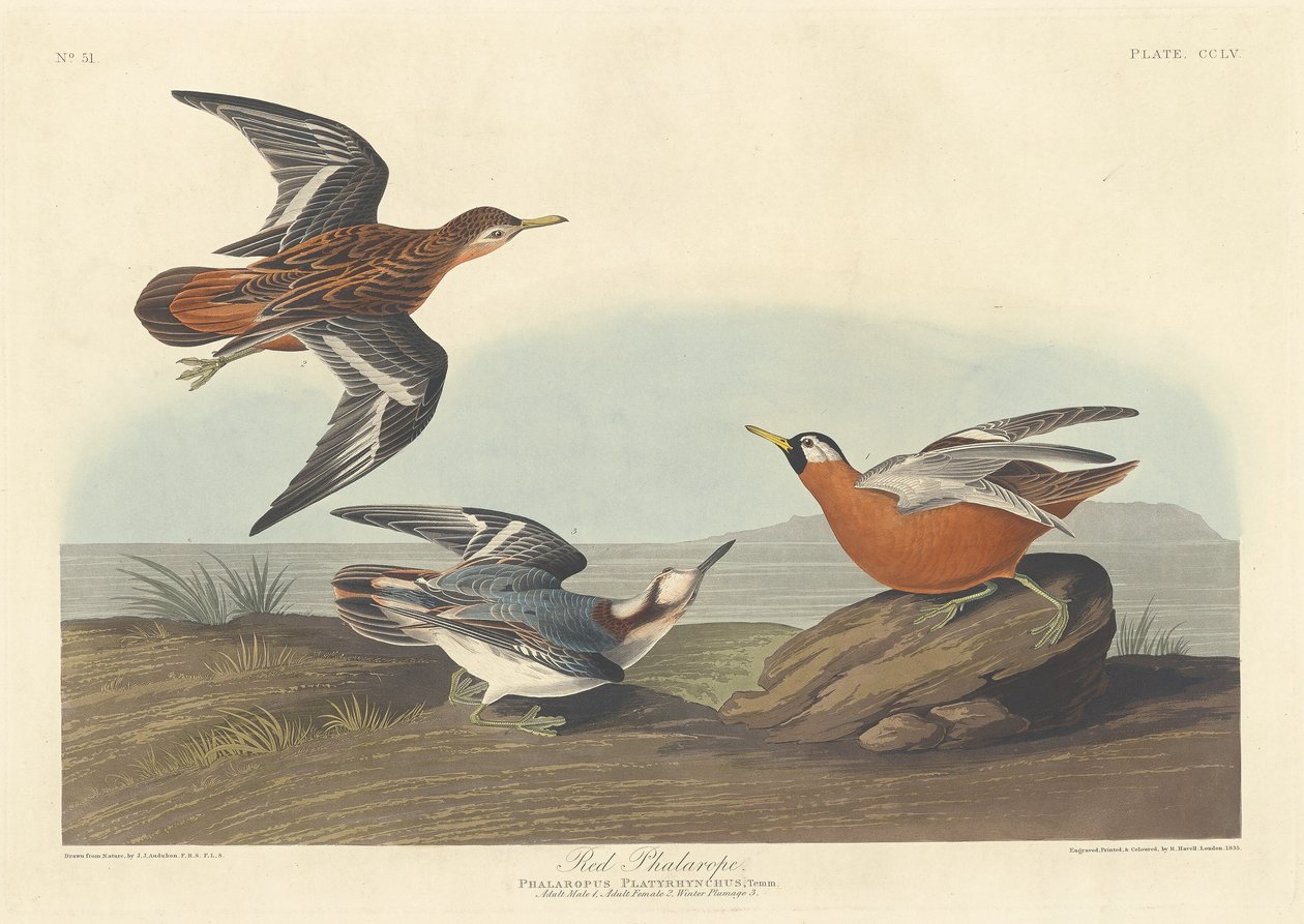 Phalarope à bec large - Robert Havell after John James Audubon