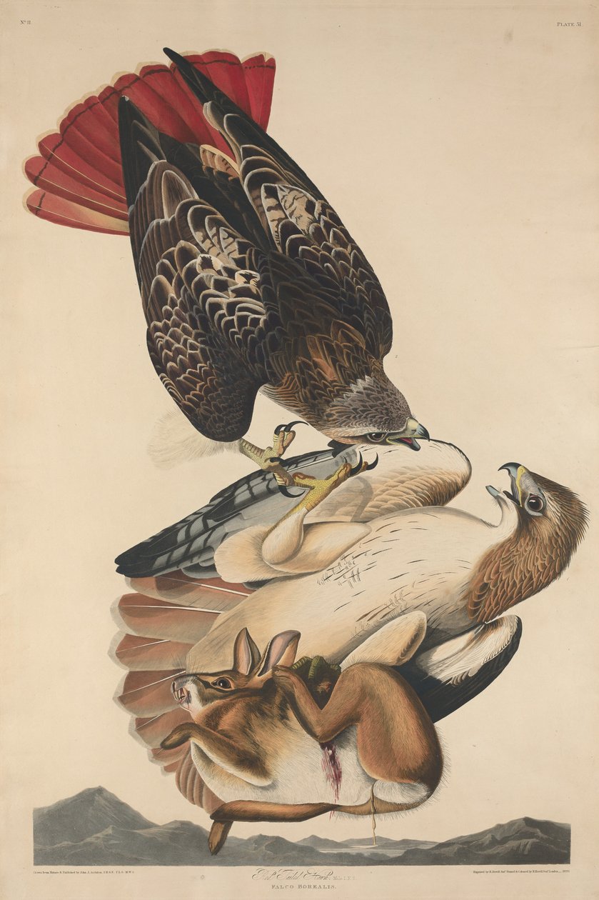 Buse à queue rousse - Robert Havell after John James Audubon