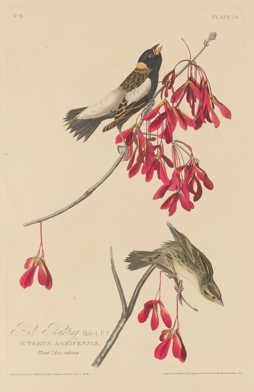 Bruant des rizières - Robert Havell after John James Audubon