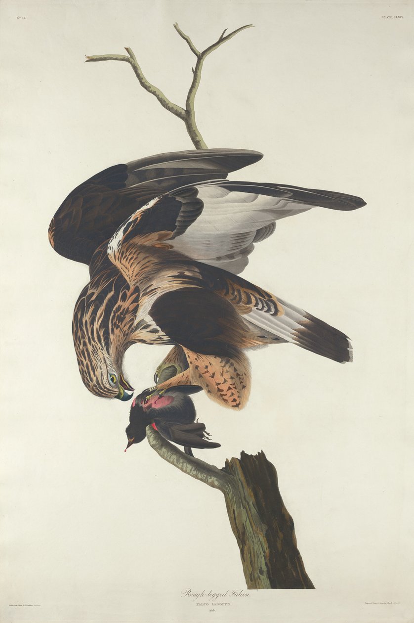 Faucon gerfaut - Robert Havell after John James Audubon