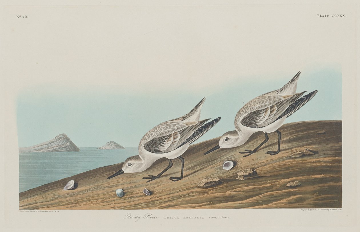 Pluvier roux - Robert Havell after John James Audubon