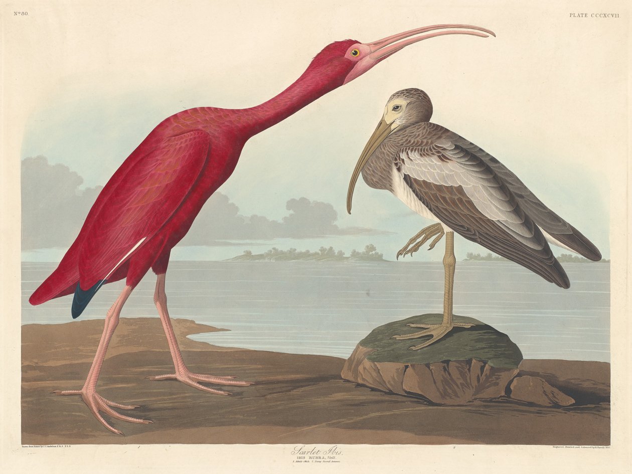 Ibis Rouge - Robert Havell after John James Audubon