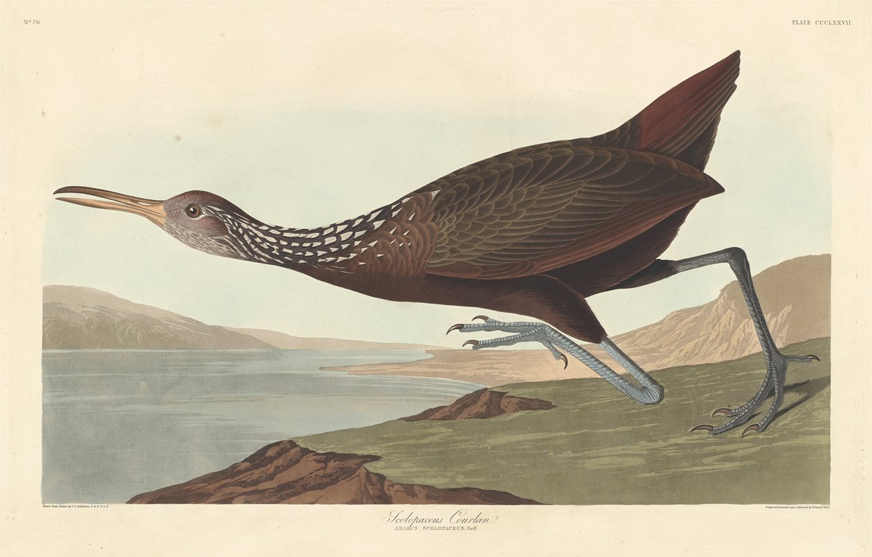 Courlan scolopaceus - Robert Havell after John James Audubon