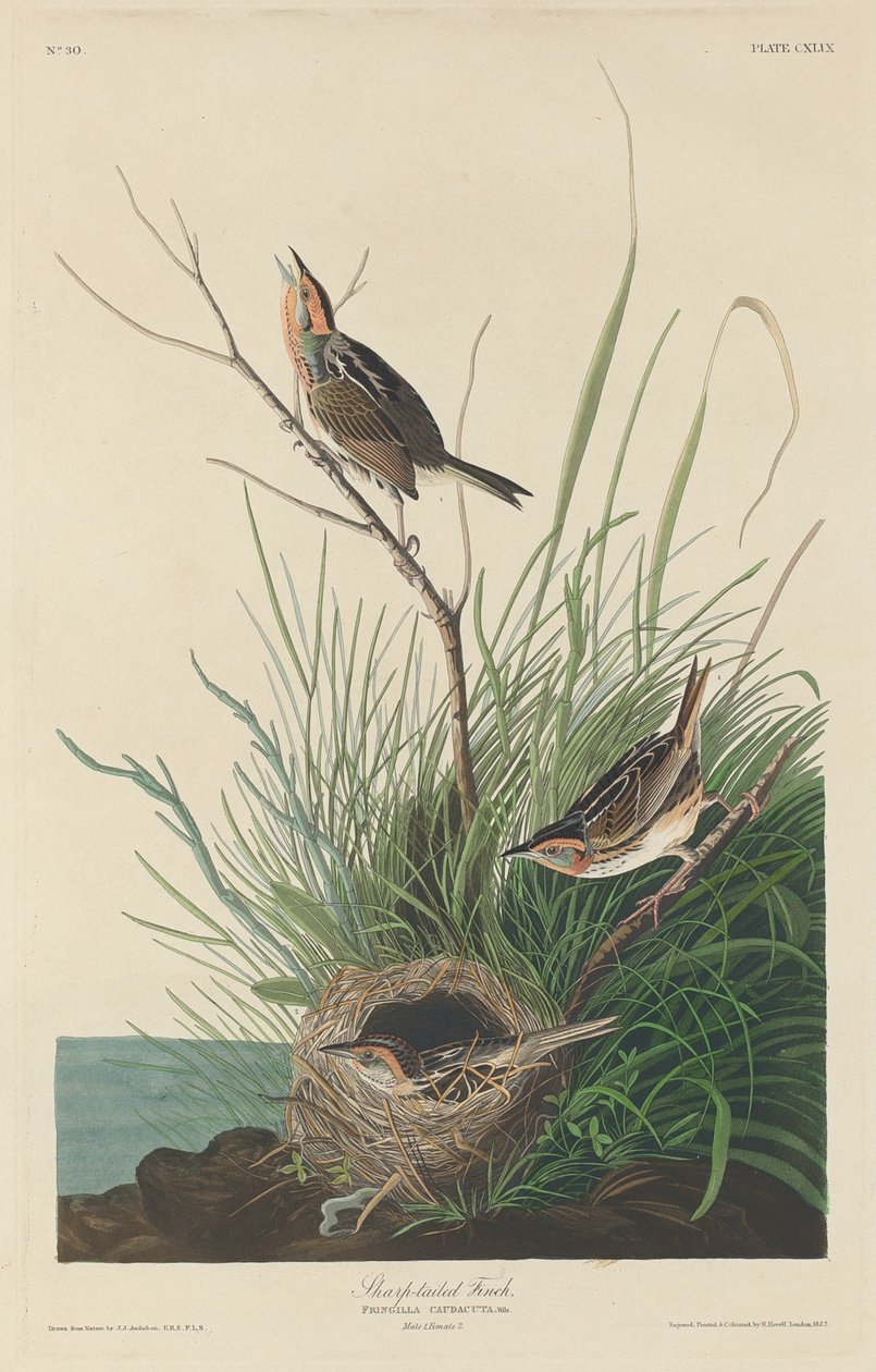 Bruant à queue aiguë - Robert Havell after John James Audubon